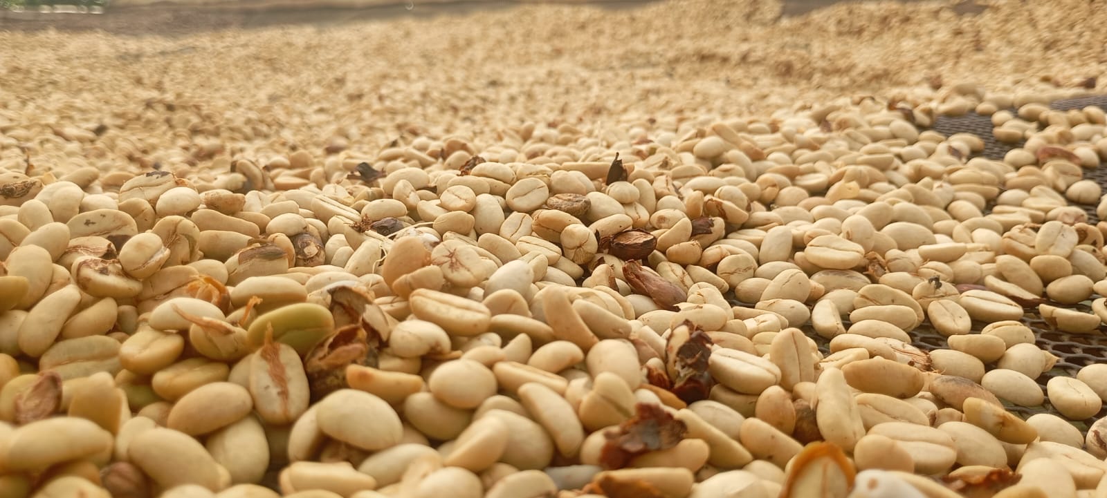 Granos de café de La Coipa San Ignacio Cajamarca